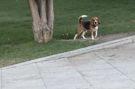 Собака с ошейником на площади Ленина, Астрахань