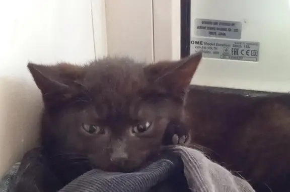 Кошки потеряшки, Санкт-Петербург, фото: Потеряшка кошка девочка, черная с коричневым отливом, Новоизмайловский проспект, 28 к2, СПб