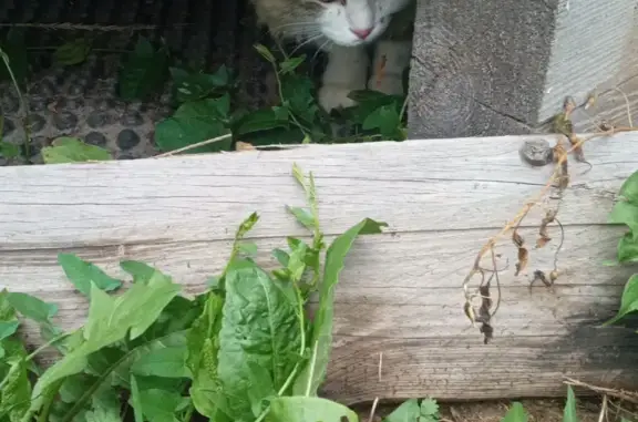 Пропала кошка на ул. 65 лет Победы, Лукино