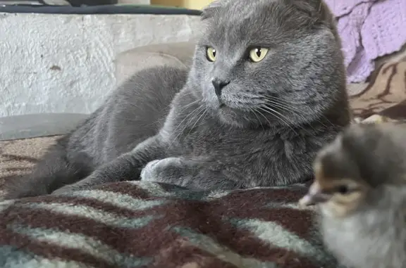 Пропала кошка: крупный шотландец, серого окраса, 7 лет. Ул. Осипенко, Чебаркуль