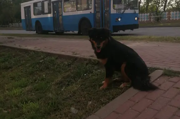 Собака на пр. Станке Димитрова, 62, Брянск