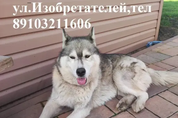 Найдена собака Порода Хаски, возраст неизвестен, окрас волчий