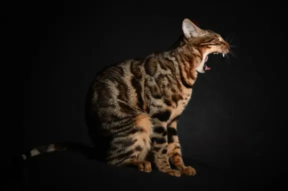 Кошки потеряшки, Возрождение, фото: Потеряшка кот бенгал в СНТ Возраждение