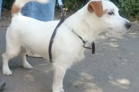 Собака найдена на ул. Димитрова, Ульяновск