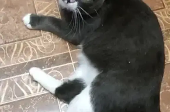 Кошки потеряшки, Ижевск, фото: Потеряшка котик, Пушкинская ул., 292, Ижевск