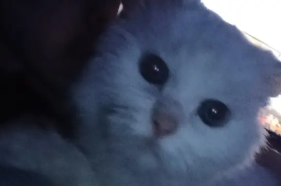 Пропала белая кошка с голубыми глазами, Челябинск, ул. Братьев Кашириных, 97