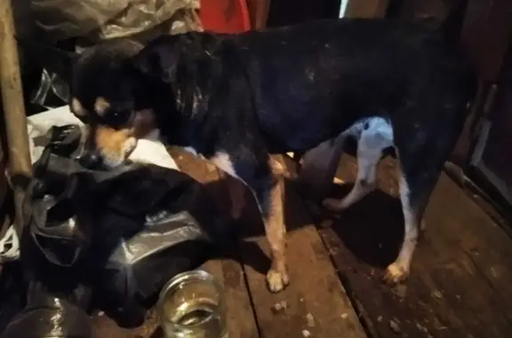 Собака найдена без ошейника в Деревне Казанка, Томская область