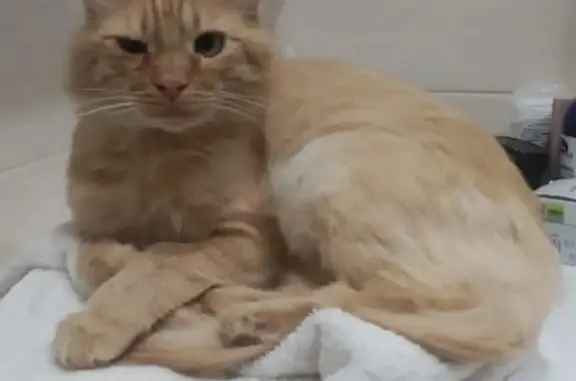 Потерянные животные Тверь, фото: Пропала кошка Кот на ул. Маршала Конева, Тверь