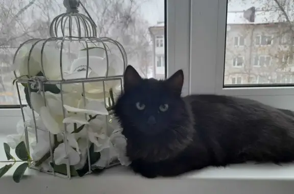 Пропала кошка на Серадзской ул., 26, Саранск