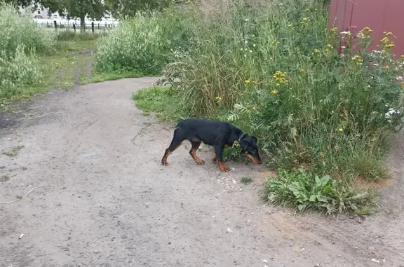 Найдена собака в Иваново, нужен владелец
