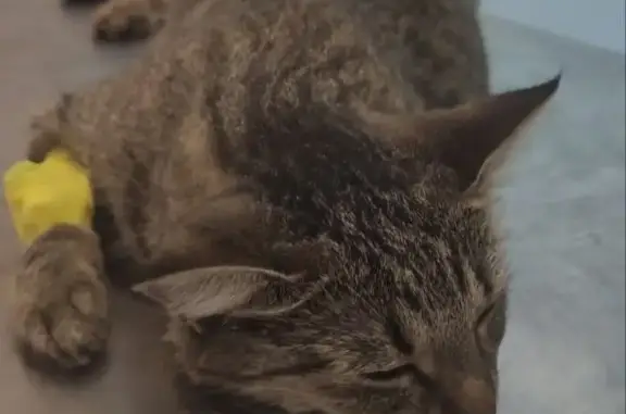 Найдена кошка на Свердловской набережной
