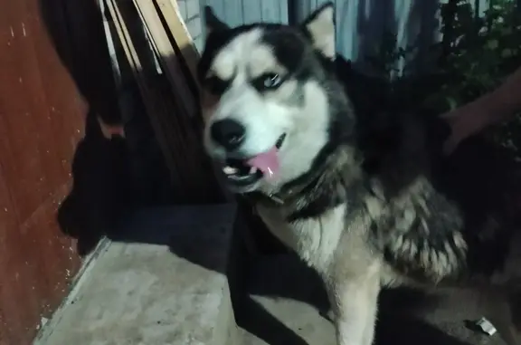 Собака найдена: ул. 12 Сентября, Ульяновск