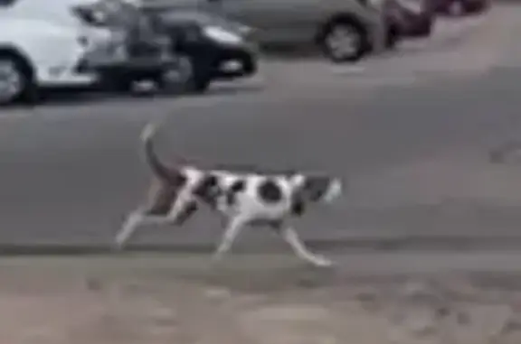 Найдена собака, Санкт-Петербург, фото: Собака с ошейником ищет хозяина на Морской набережной