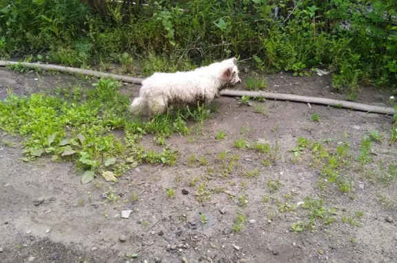 Собака найдена на ул. Карла Маркса, 24, Казань