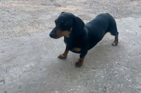 Пропала собака в Самарской обл., помогите найти!