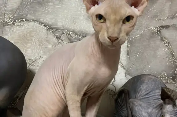 Кошки потеряшки, Новосибирск, фото: Потеряшка кошка 