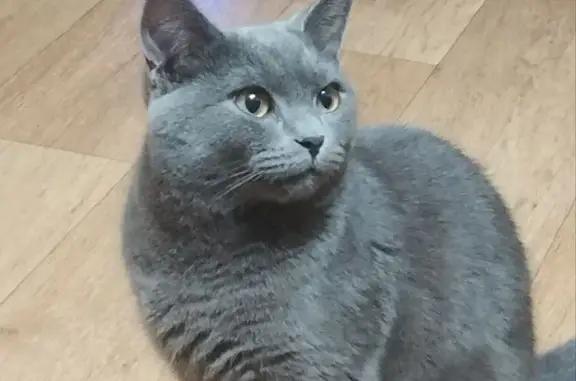 Пропала кошка, серый котенок, 8 мкр. Нижневартовск