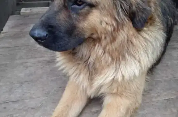 Найдена собака в Твери на ул. Фрунзе
