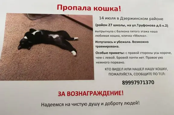 Кошки потеряшки, Ярославль, фото: Потеряшка кошка ул. Труфанова, 6, Ярославль