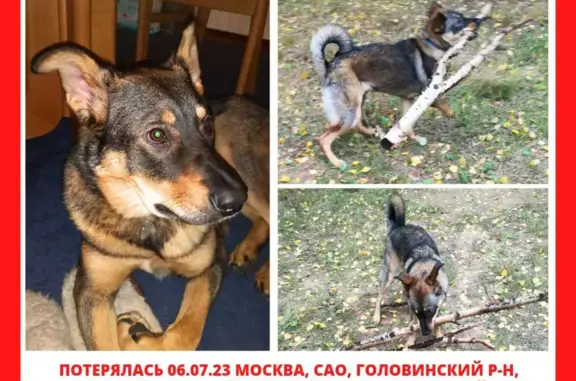 Пропала собака Метис овчарки и лайки в Парке Дружбы, Москва
