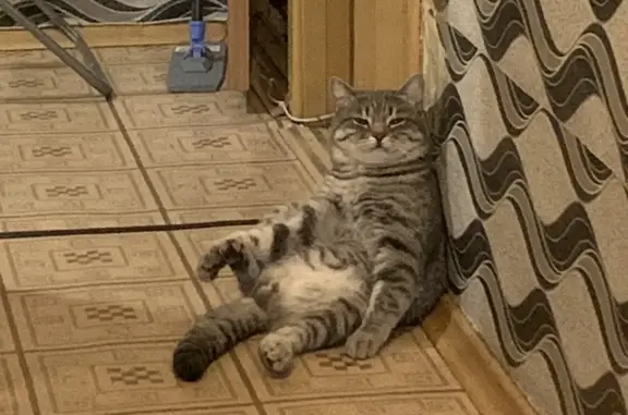 Кошки потеряшки, Иркутск, фото: Потеряшка кот, Байкальская 204, Иркутск