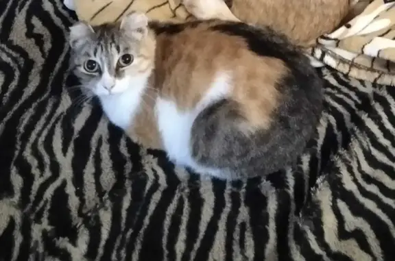 Кошки потеряшки, Киров, фото: Потеряшка кошка, ушки отморожены, ул. Сурикова, 22Б, Киров