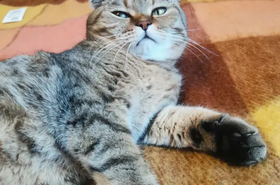 Пропал шотландский кот Лео, Вязовка, Саратовская область