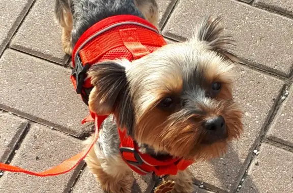 Пропала собака йоркширского терьера в Москве