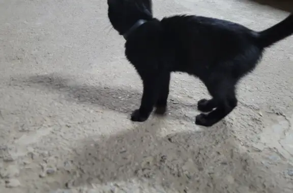 Найден черный котенок с ошейником на ул. Блюхера, 6