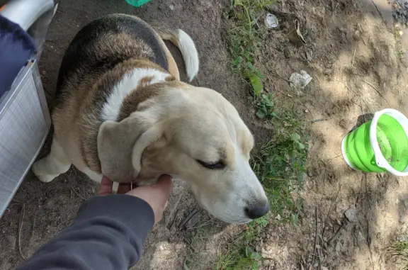 Собака породы бигль найдена в Междуреченском сельском поселении, Ивановская область