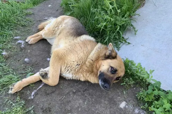 Пропала ласковая собака в Московской области
