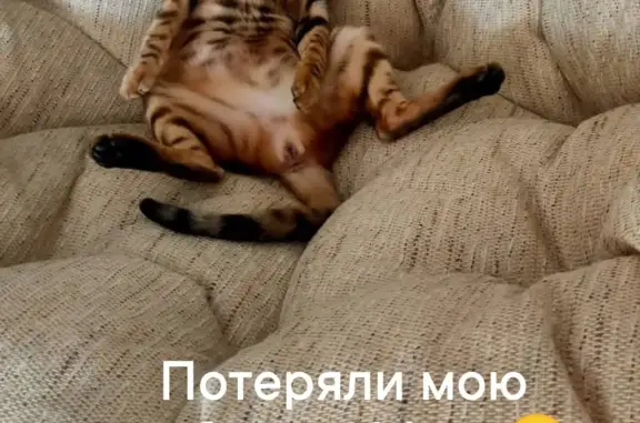 Пропала Бенгальская кошка Мия в Берёзовке, Красноярский край