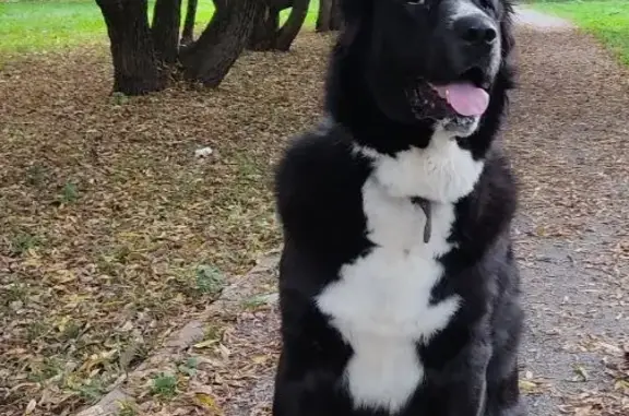 Пропала собака в Лесновском поселении, Рязанская область