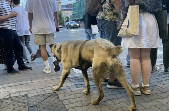 Собака бегает по Мира, проспект Мира, 80