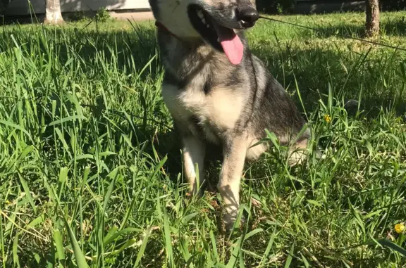 Собаки потеряшки, Санкт-Петербург, фото: Потеряшка собака, Гражданский пр. 79/1, СПб