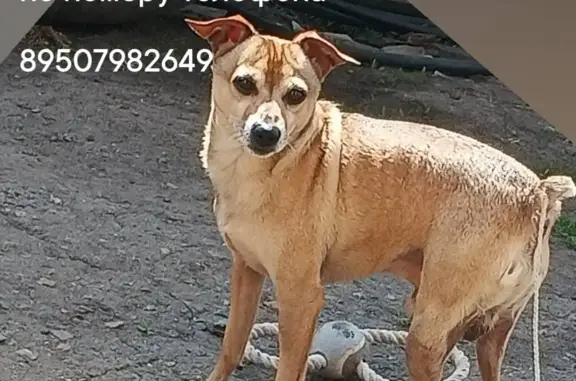 Пропала собака Боня, ул. Маранцевича, Тюкалинск