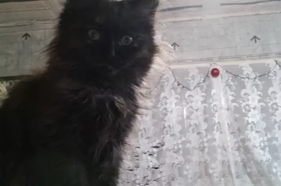 Пропала кошка, Алтайский край