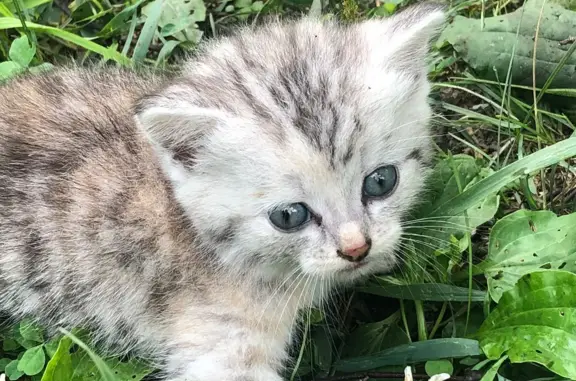 Найдена кошка в Кемеровской области, Грамотеино