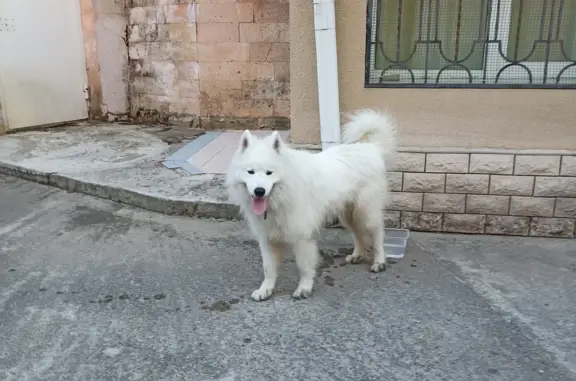 Собака Белый на ул. Звёздная, 2, Сочи