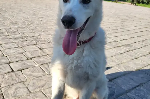 Собака Мальчик найдена возле ИТПМ и Гидродинамики, Новосибирск