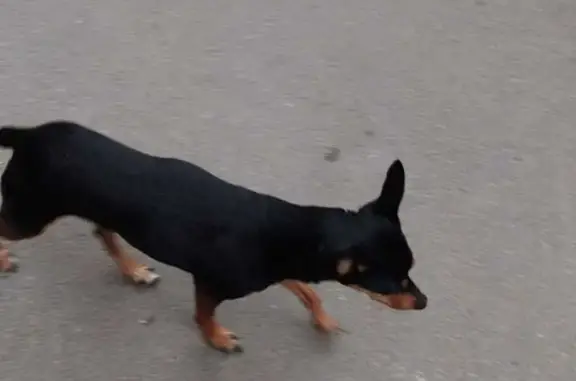 Собака Той-терьер найдена возле дома 4 на ул. Попова, Казань