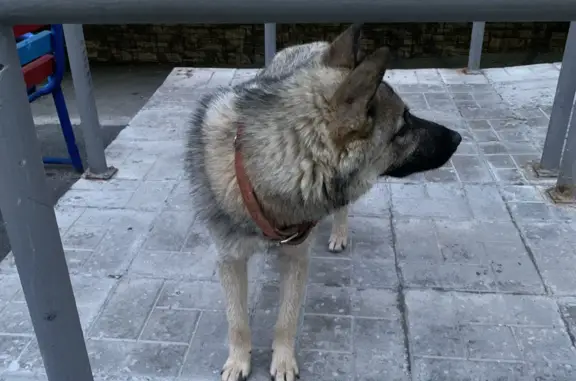 Найдена собака на ул. Елизарова, 12, Тюмень