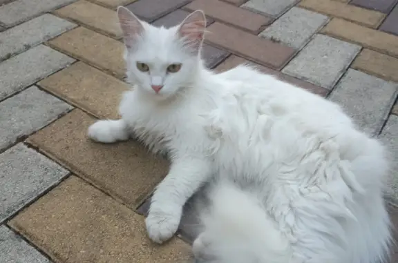 Найдена кошка на ул. Братьев Игнатовых, 108, Краснодар