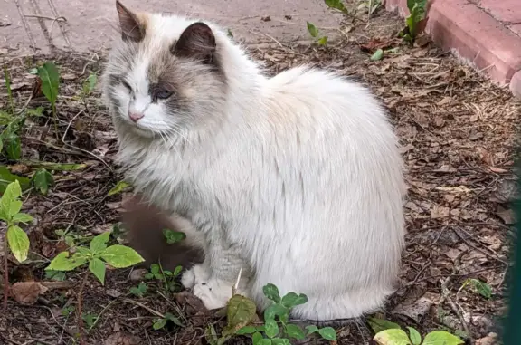 Найдена кошка, адрес: Цветочная ул., Загорянский