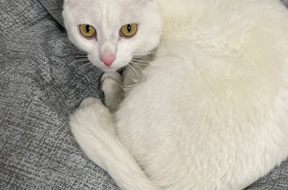 Пропала белая кошка на Водяной улице, 101, Кострома