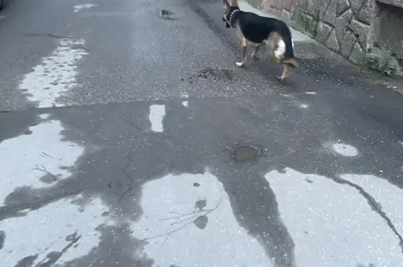 Найдена собака на Карачевской улице, 13, Калуга