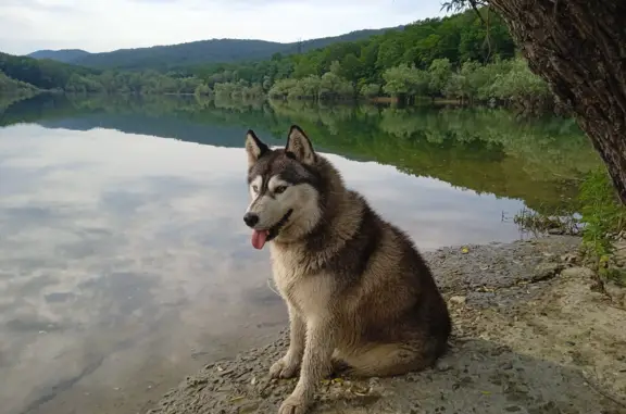 Пропала собака: сибирский хаски, Краснодарский край