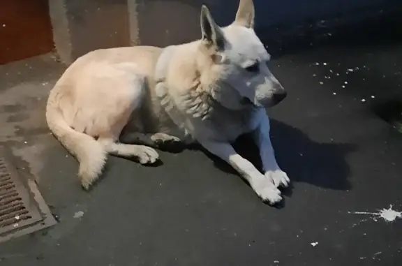 Собака Кабель найдена во дворах домов 46, 48 и 50 на ул. Фабрициуса