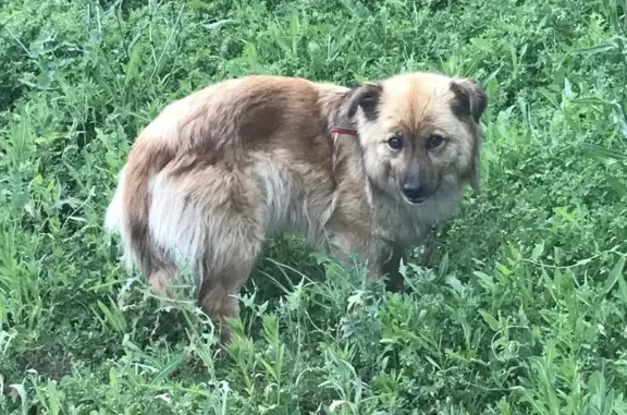 Найдена собака без породы/метис, Нежинское шоссе, 2А, Оренбург