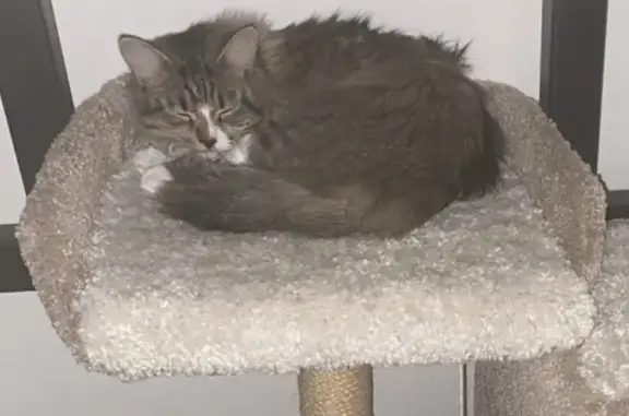 Кошки потеряшки, Санкт-Петербург, фото: Потеряшка пугливая кошка, ул. Тихая 3, СПб